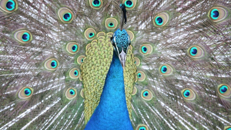 Close-up of a peacock at Newark Park with tail feathers on display